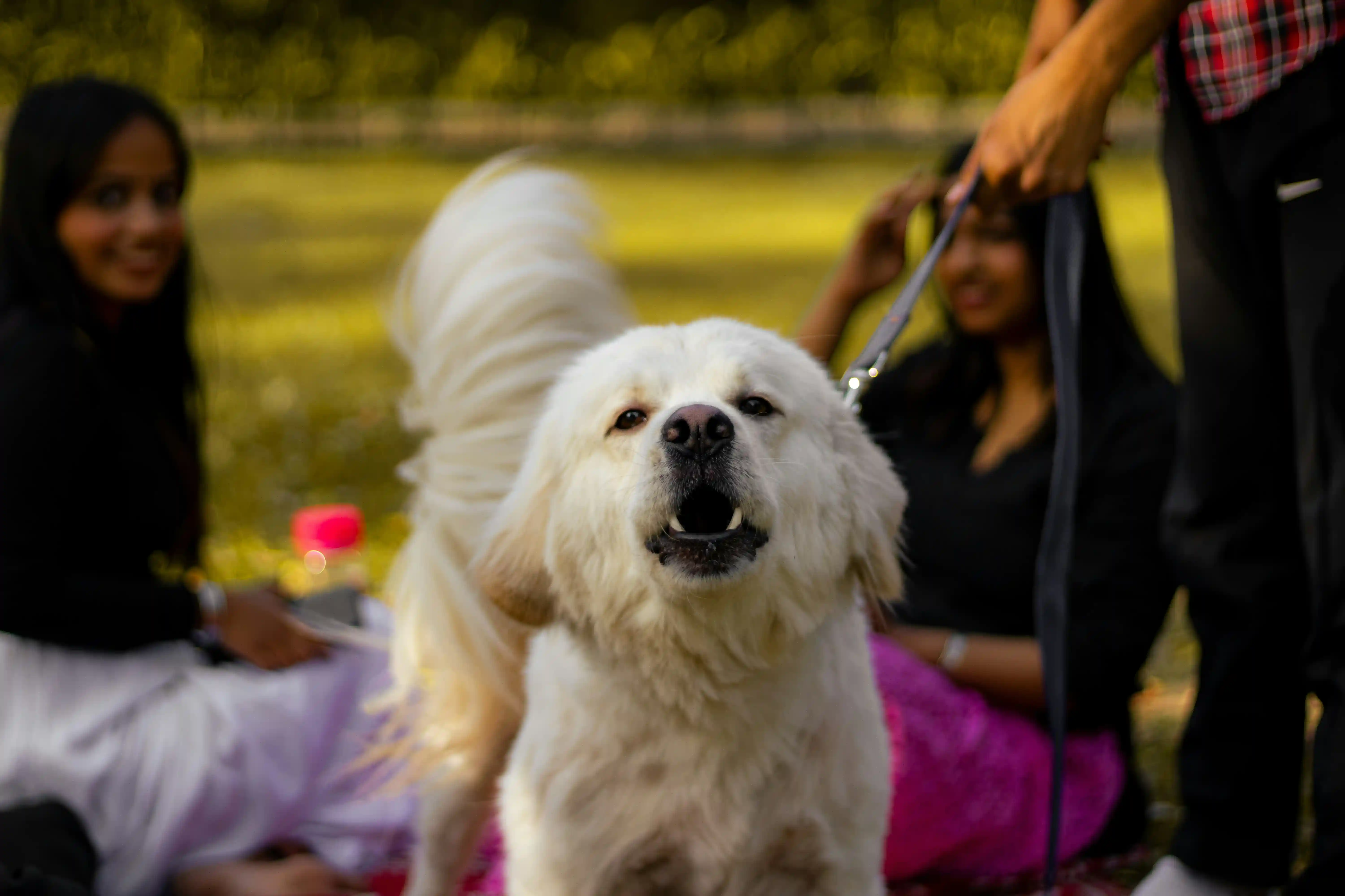 Ton chien aboie sur les gens