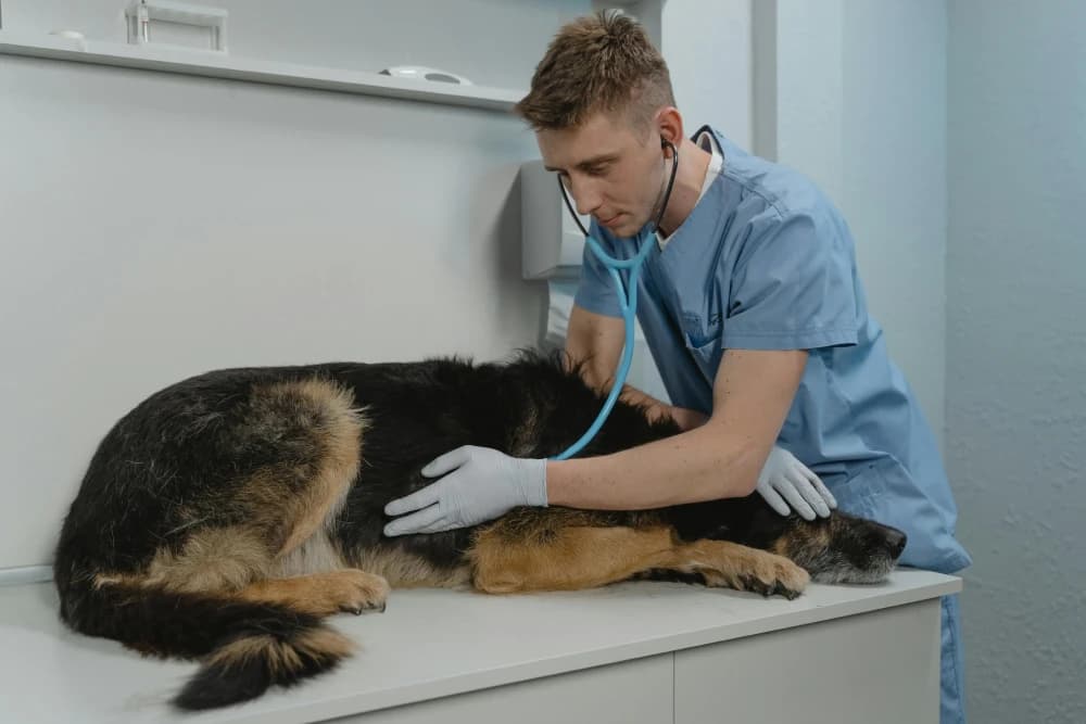 Bien choisir l’assurance santé de ton chien
