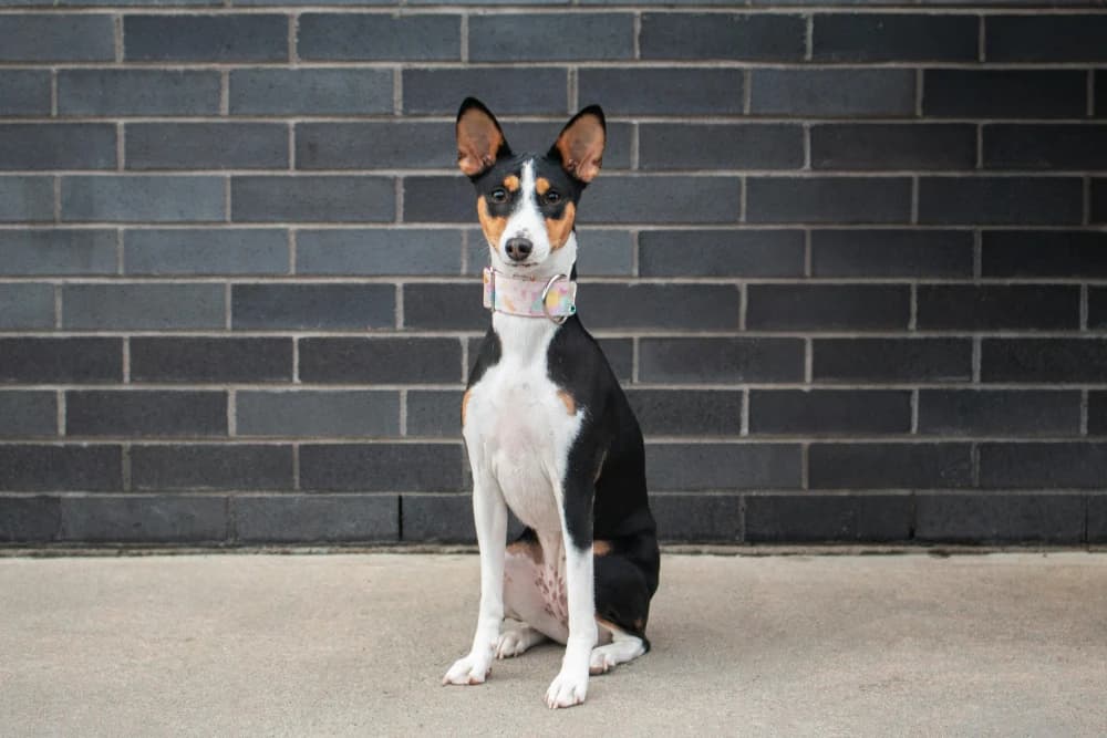 Être un Basenji