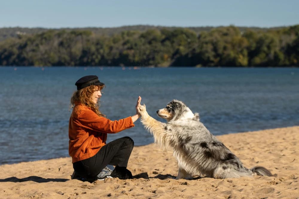 Être un Berger Australien