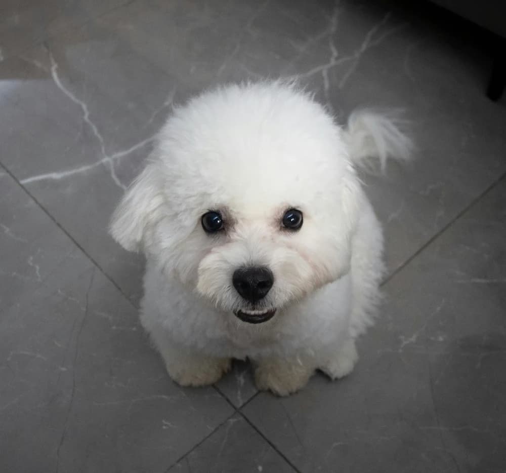 Être un Bichon Frisé