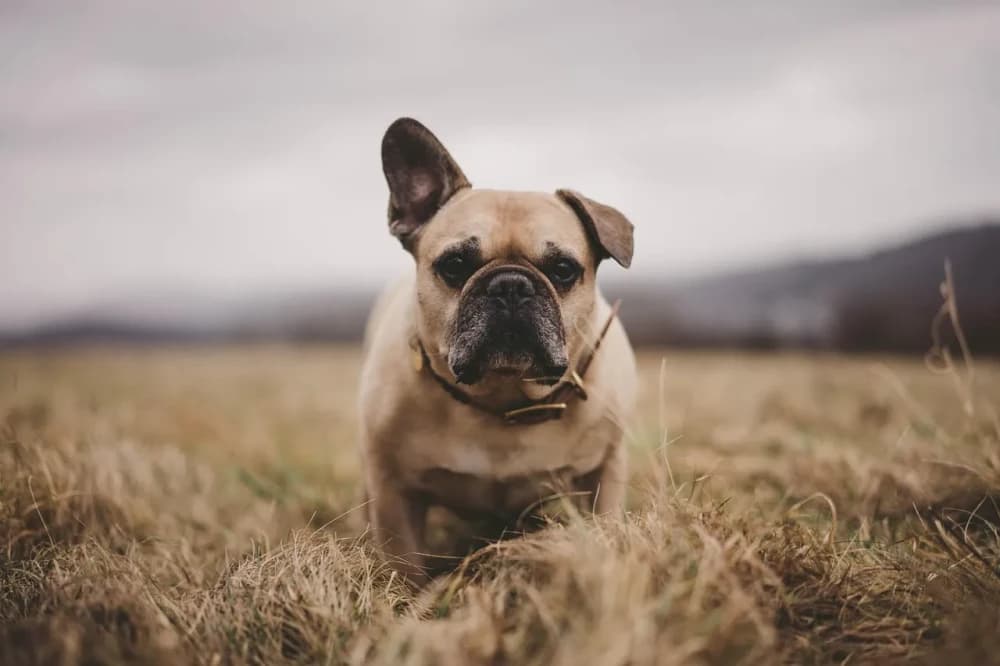Être un Bouledogue Français