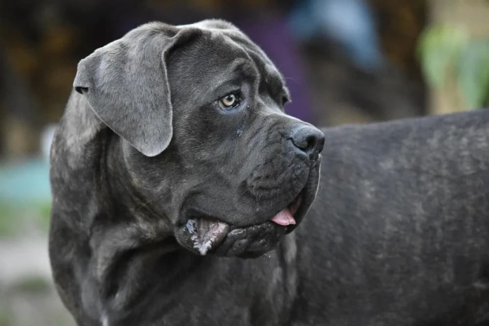 Être un Cane Corso