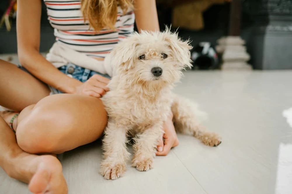Être un Caniche Nain