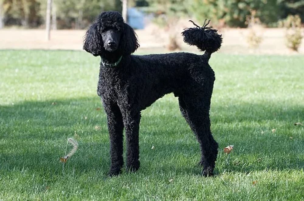 Être un Caniche Royal
