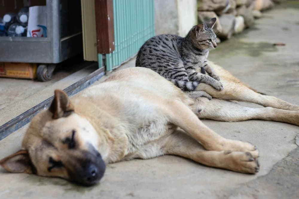 Relation avec mes autres animaux