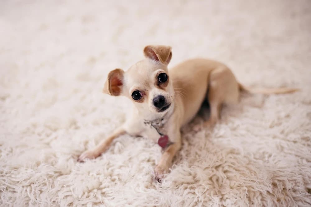 Être un Chihuahua