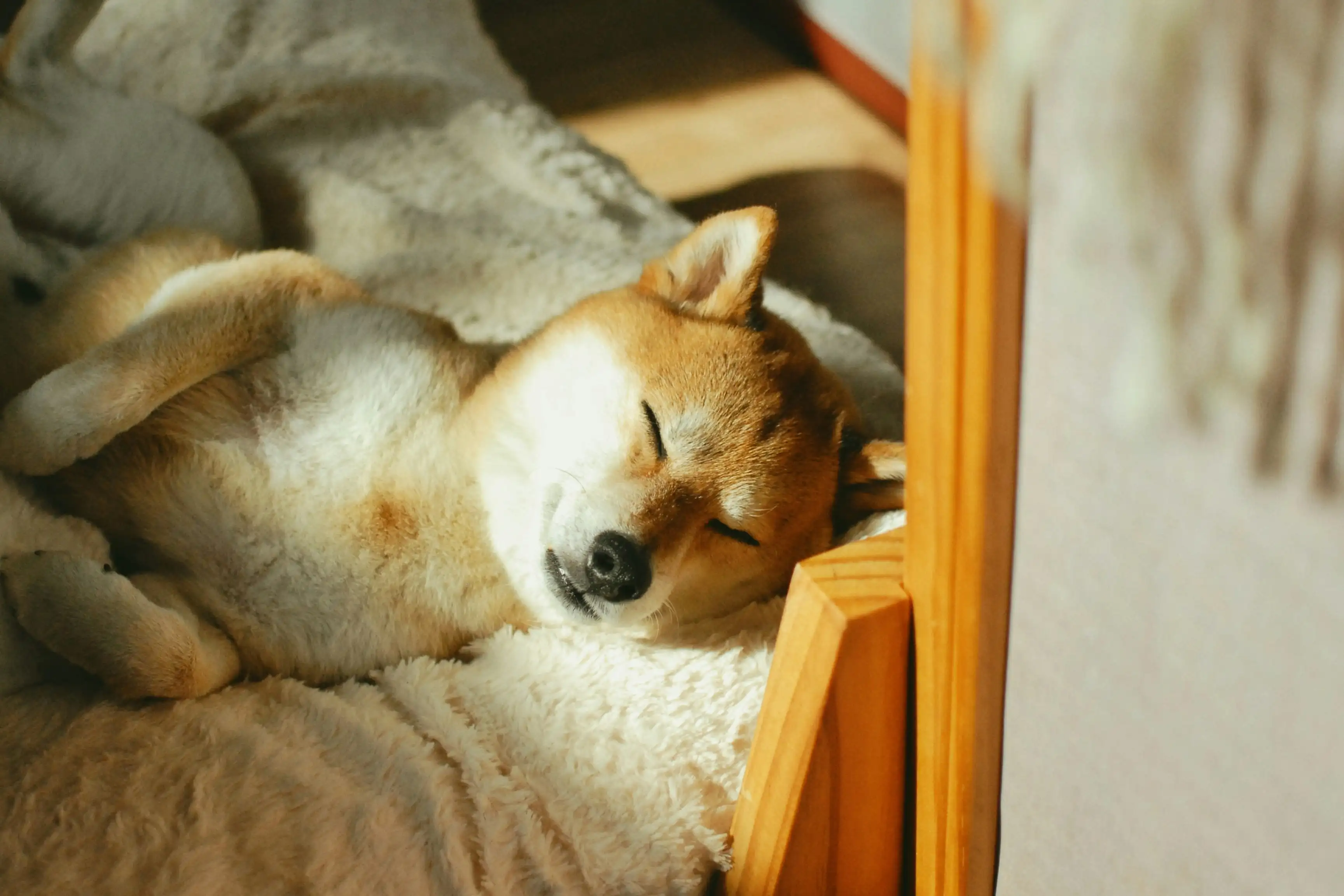 4 clés pour apaiser un chien stressé