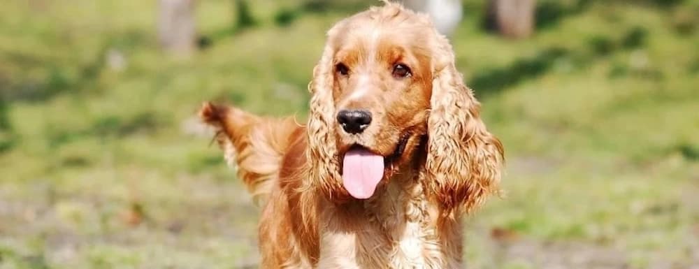 Être un Cocker Spaniel Anglais