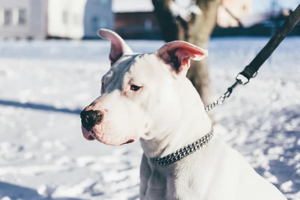 Être un Dogue Argentin
