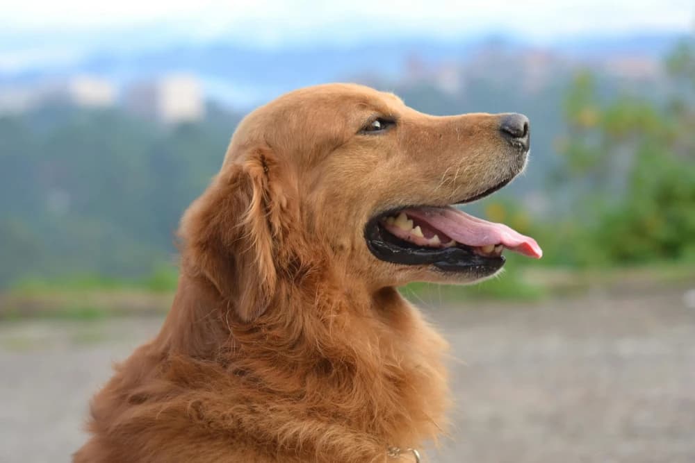 Être un Golden Retriever