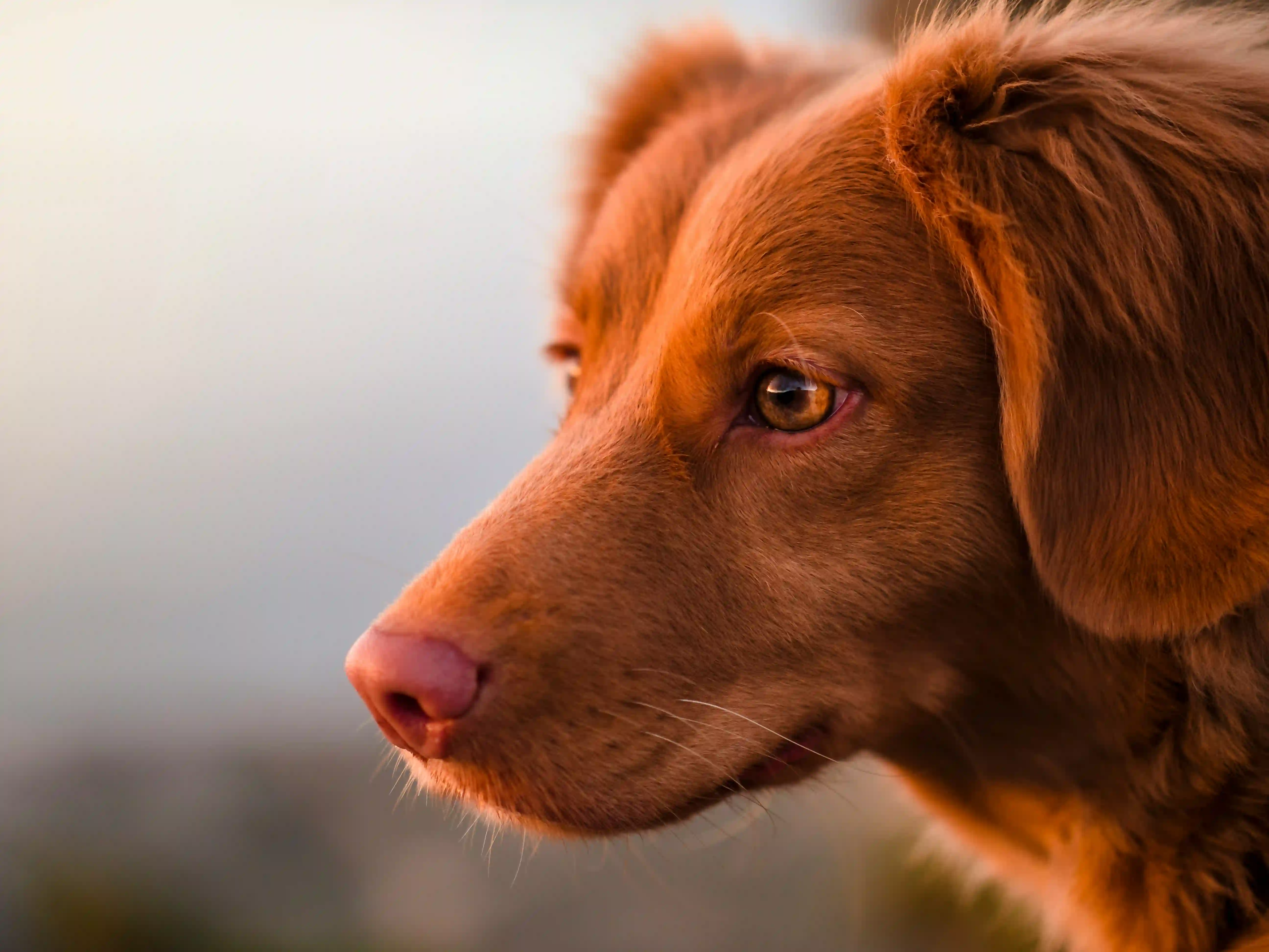 3 idées reçues sur ton chien