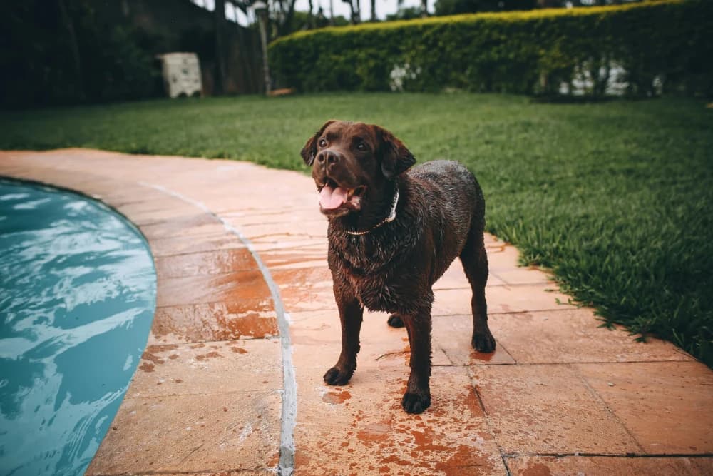 Être un Labrador