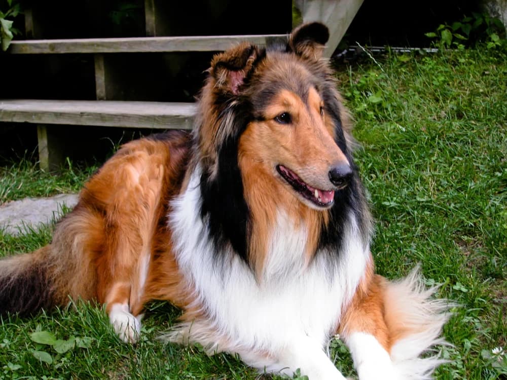 Être un Rough Collie
