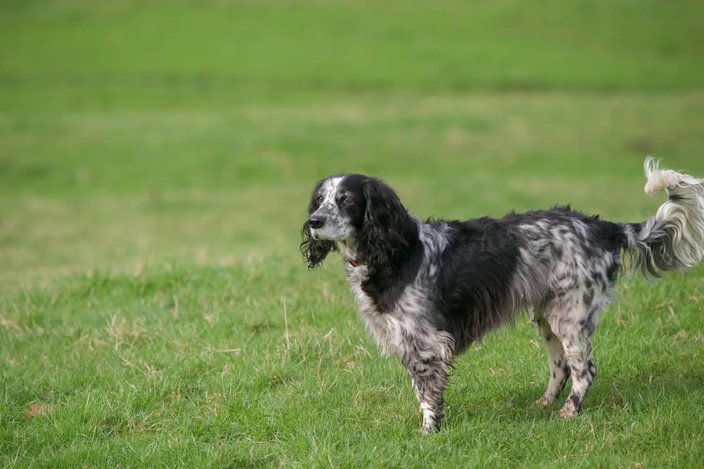 Être un Setter Anglais