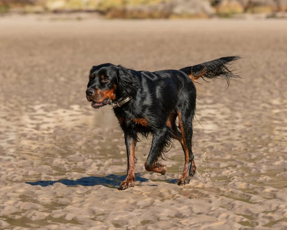 Être un Setter Gordon