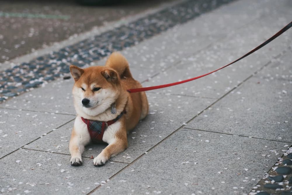 Être un Shiba Inu