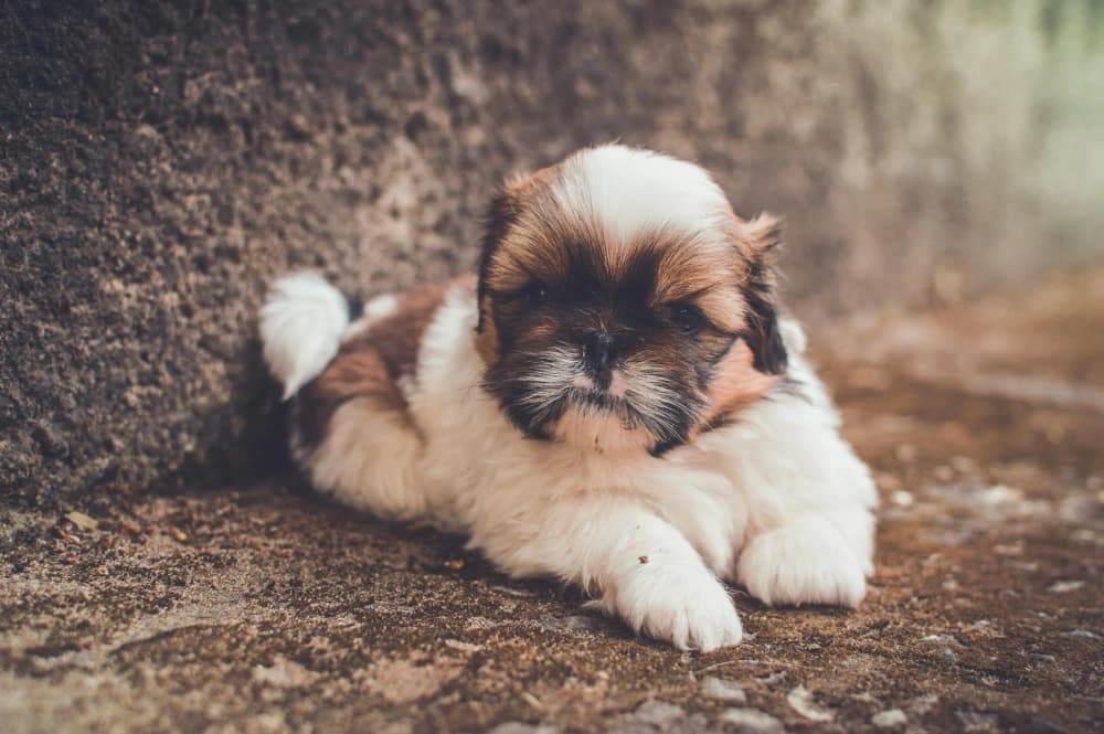 Être un Shih Tzu