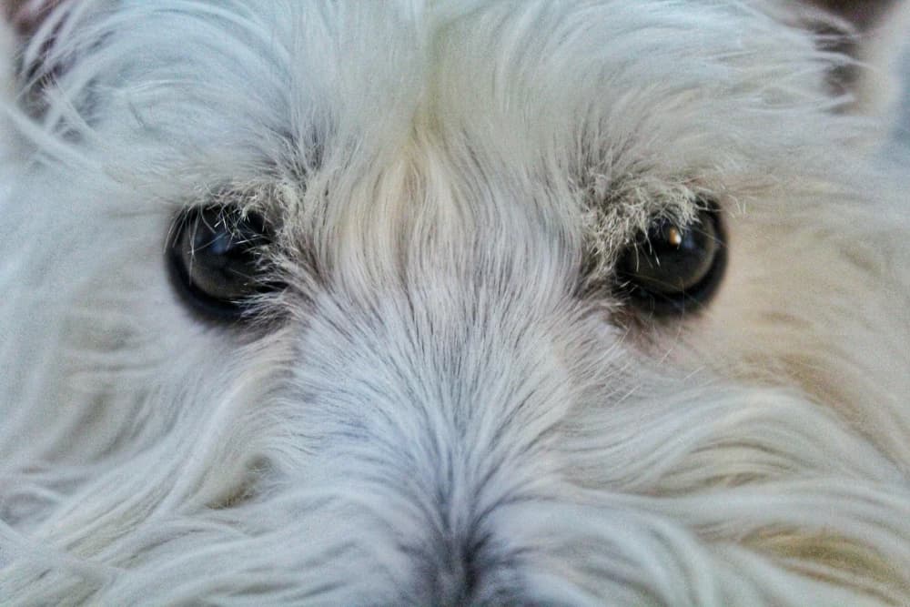 Le soin des yeux et des oreilles