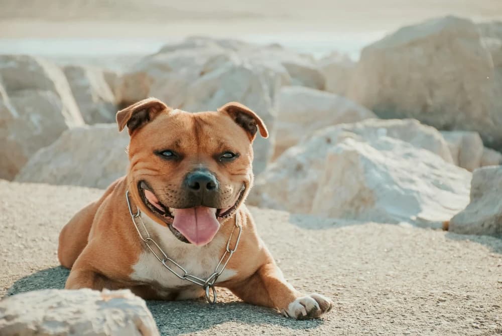 Être un Staffie