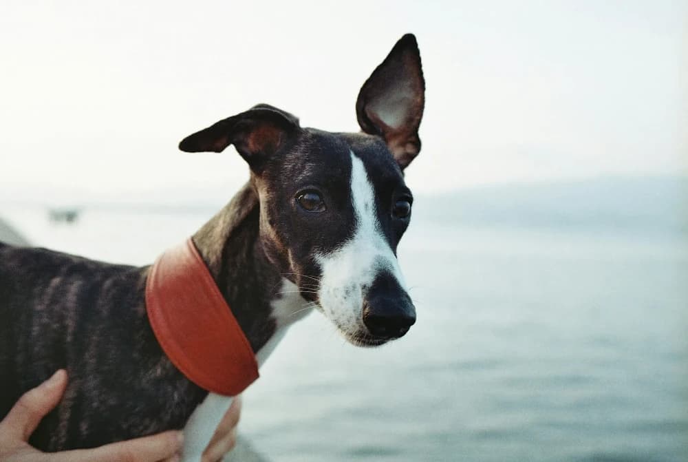 Être un Whippet